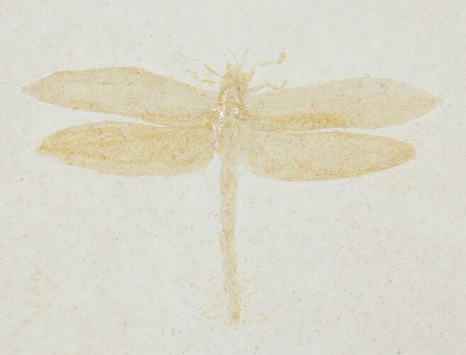 Fossil Dragonfly (Tharsophlebia) - Solnhofen Limestone #38934